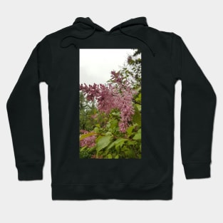 Lilacs in the Rain Hoodie